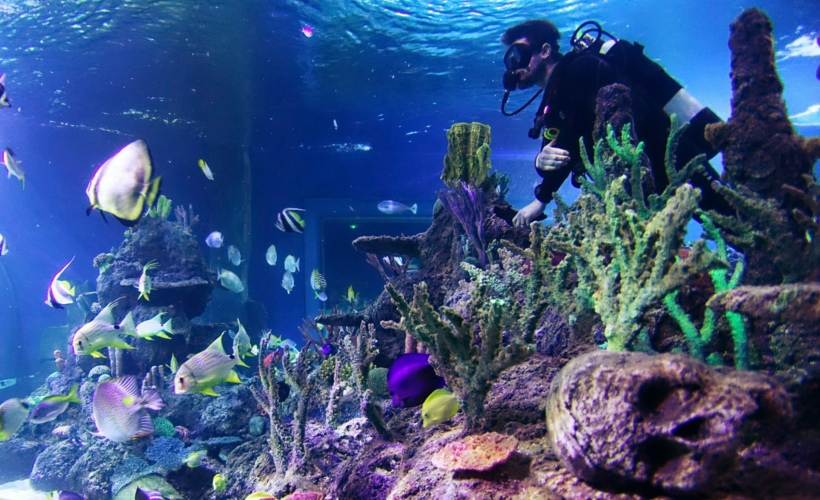skegness aquarium